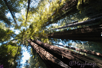 redwoods, california